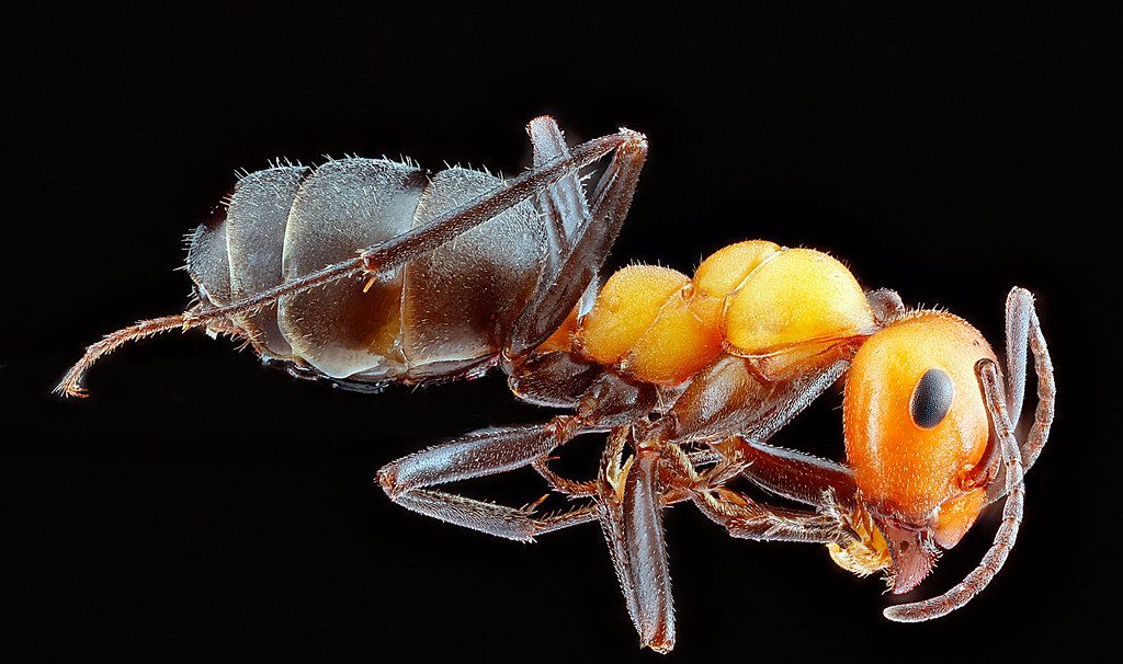Ant Control service in Wesley Chapel, FL