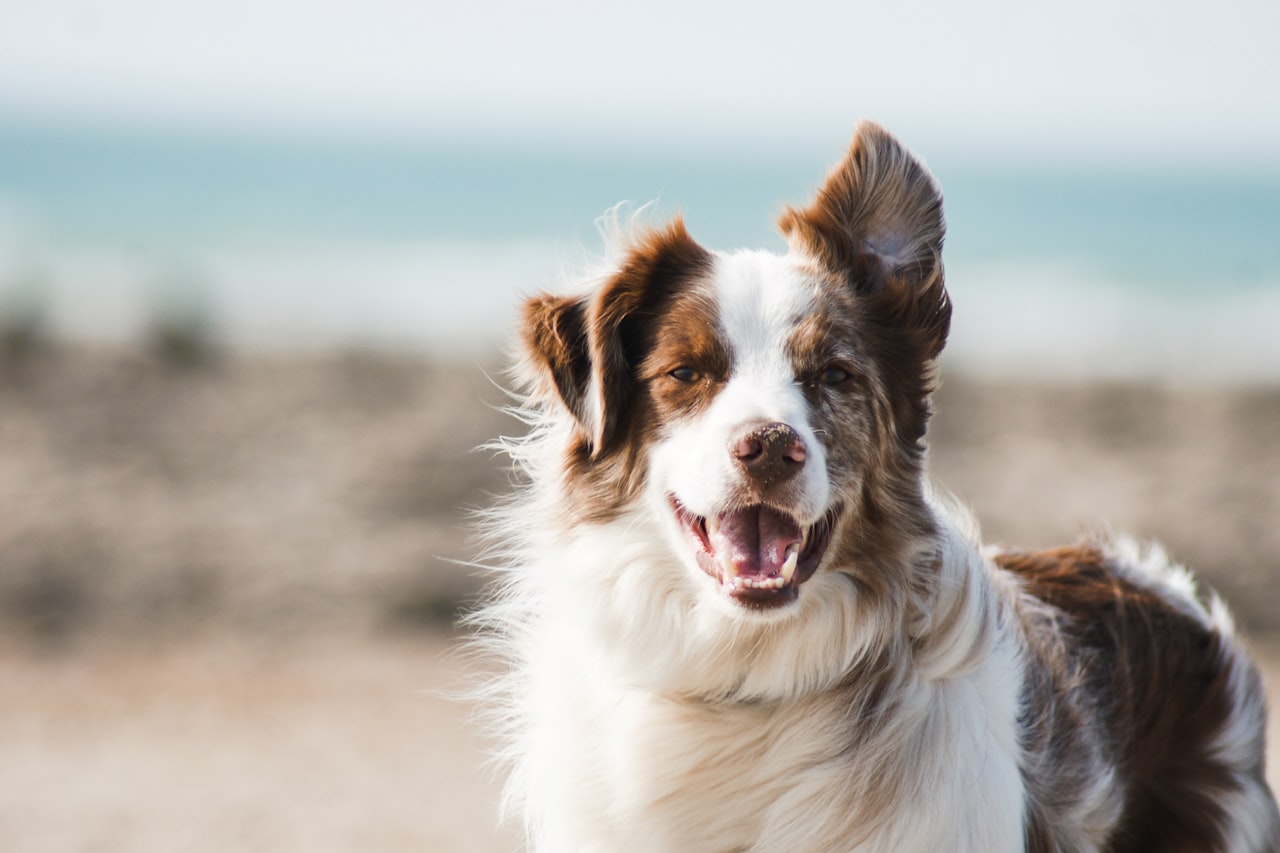 Flea & Tick Control service in Wesley Chapel, FL