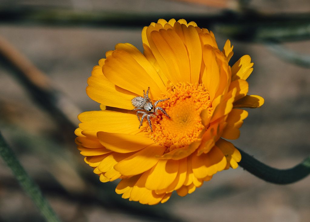 Spider Control service in Wesley Chapel, FL